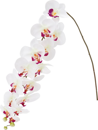 ロングコチョウラン【ラベンダーホワイト】の画像