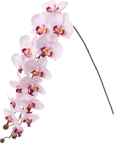 ロングコチョウラン【ラベンダー】の画像