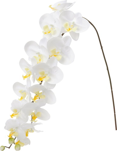 ロングコチョウラン【ホワイトイエロー】の画像