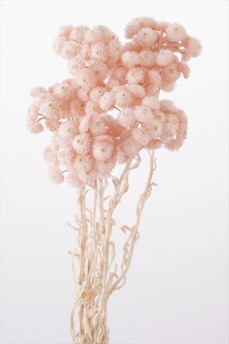 イモーテル シルキーピンク【シルキーピンク】の画像