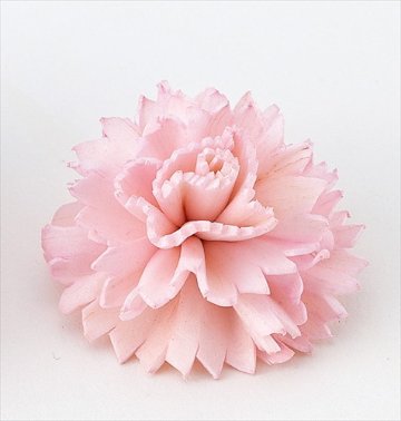 ソーラーファインカーネーション・小 ピンク【ピンク】の画像