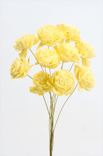 ソーラーローズ 小 エンジェルイエロー【エンジェルイエロー】の画像