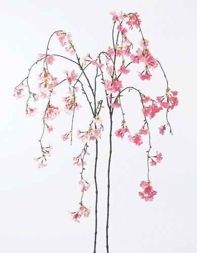 しだれ桜×85 つぼみ×6の画像