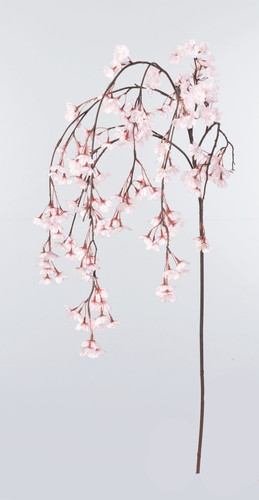しだれ桜×182 つぼみ×3画像