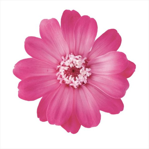 ジニア・小・グラデーション ピンクローズ【ピンクローズ】の画像