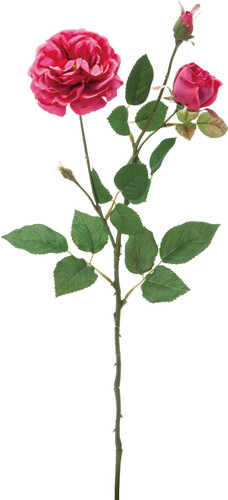 オールドローズスプレー【ビューティー】の画像