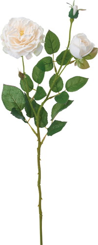 オールドローズスプレー【クリーム】の画像