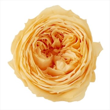[DRO02460_361]ローズ・てまり ジュリアオレンジ【ジュリアオレンジ】の画像