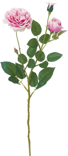 オールドローズスプレー【ピンクグリーン】の画像