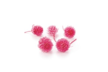 千日紅・プリザーブド・ヘッド プリンセスピンク【プリンセスピンク】の画像