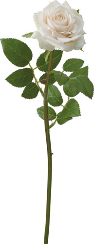 エレガントローズ【クリーム】の画像