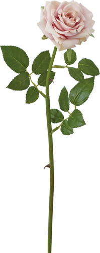 エレガントローズ【モーブ】の画像