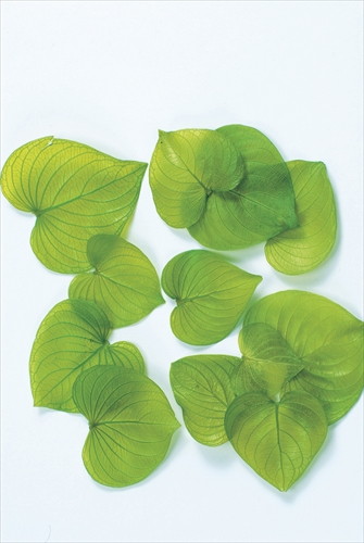 ハートリーフ・プリザーブド ライムグリーン【ライムグリーン】の画像
