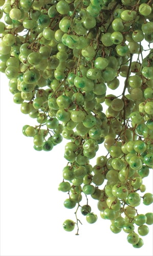 ペッパーベリー・プリザーブド ライトグリーン【ライトグリーン】の画像