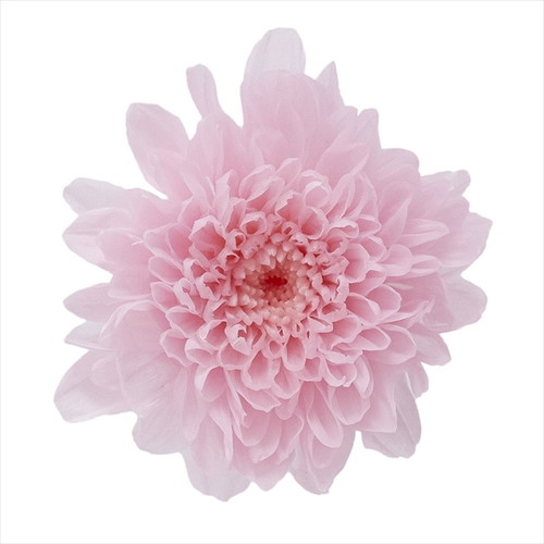 [DRO03680_102]小菊 シャーベットピンク【シャーベットピンク】の画像