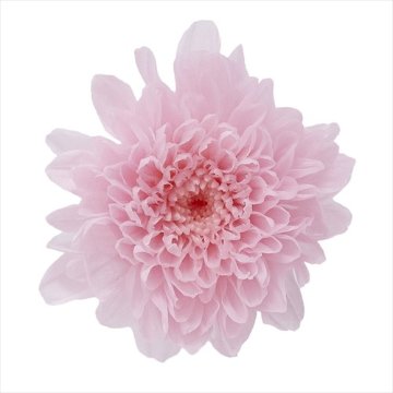 小菊 シャーベットピンク【シャーベットピンク】の画像