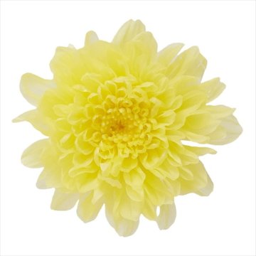 小菊 モーニングイエロー【モーニングイエロー】の画像