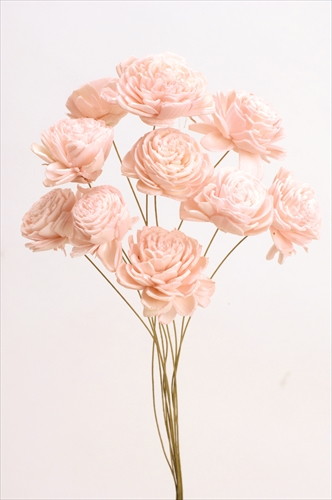 ソーラーローズ 小 エンジェルピンク【エンジェルピンク】の画像