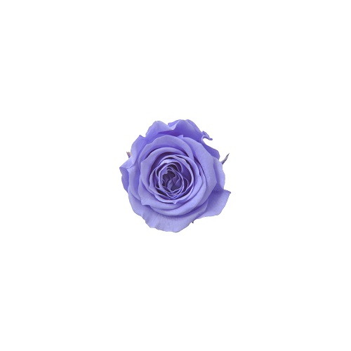 ピッコラブロッサムローズ ピュアパープルの画像