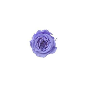 ピッコラブロッサムローズ ピュアパープルの画像