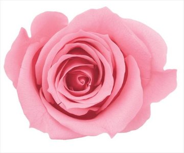 ローズ・ミミ プリンセスピンク【プリンセスピンク】の画像