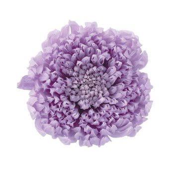 輪菊・咲花 スウィートライラック【スイートライラック】の画像