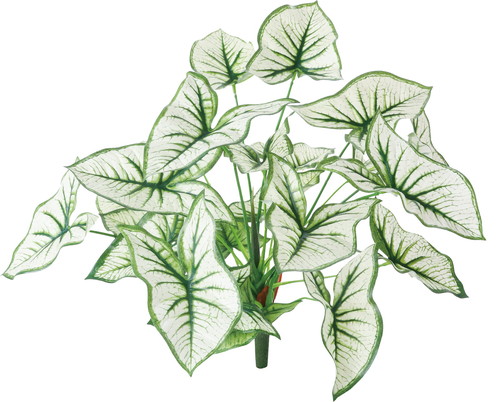 カラジュームブッシュ【ホワイトグリーン】の画像