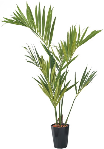 150cmケンチャヤシポットの画像