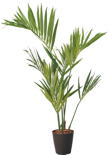 150cmケンチャヤシポット【ブラウンラベンダー】の画像