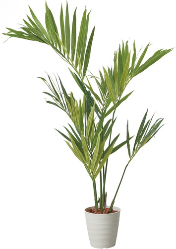 150cmケンチャヤシポットの画像