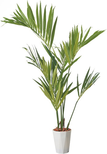 150cmケンチャヤシポットの画像