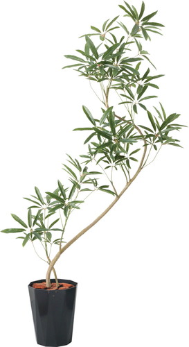 130cmシェフレラアンガスティポットの画像