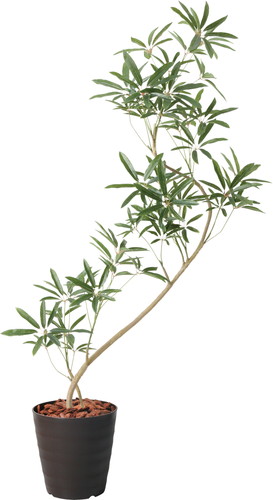 130cmシェフレラアンガスティポット【ブラウンラベンダー】の画像