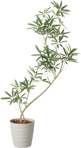 130cmシェフレラアンガスティポットの画像