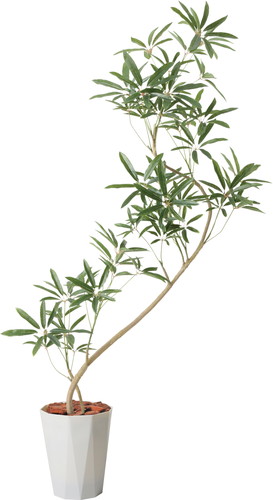 130cmシェフレラアンガスティポットの画像