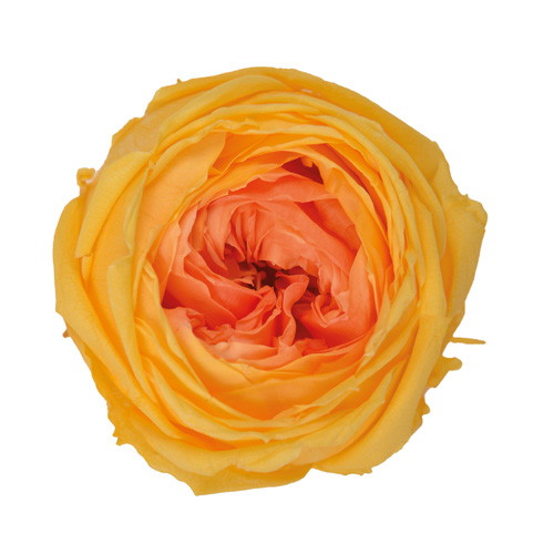 ガーデンローズ・キャサリンデュオ カシスオレンジの画像