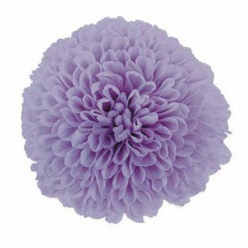 ポンポンマム ソフトライラックの画像