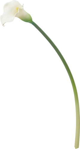 カラーリリー【ホワイト】の画像