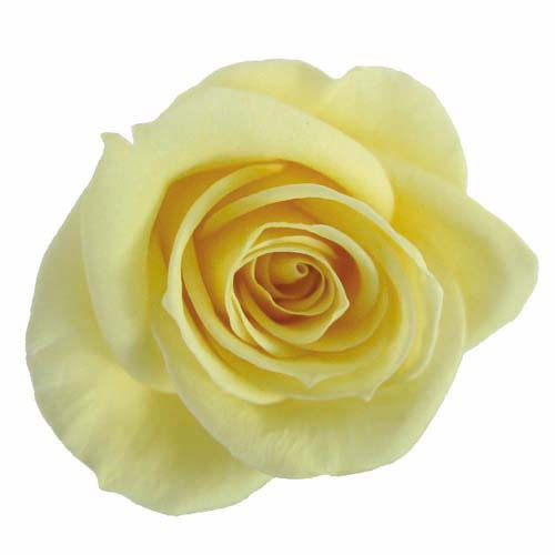 スプレーローズ ソフトイエローの画像