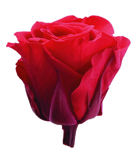 スプレーローズ ソフトイエローの画像