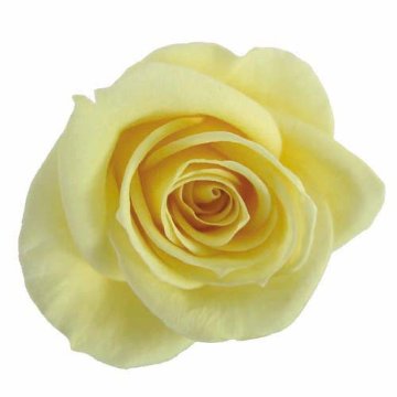 スプレーローズ ソフトイエローの画像