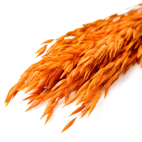 アベーナ ドライ オレンジの画像