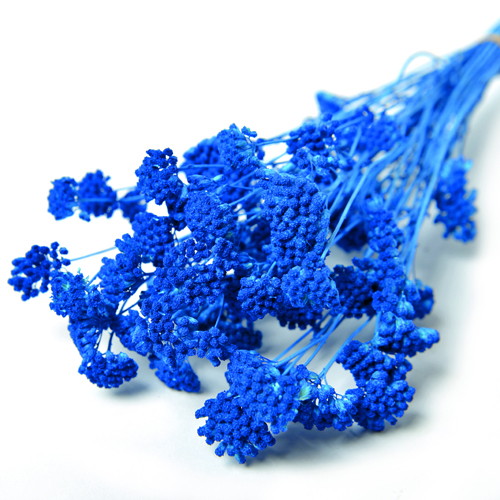 アキレア ドライ ブルーの画像