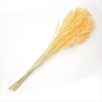 ソリダゴ ソフトイエローの画像