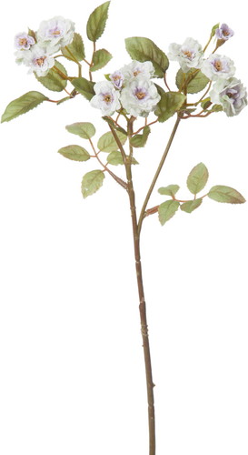 ポラニエポンポンローズ【グレーグリーン】の画像