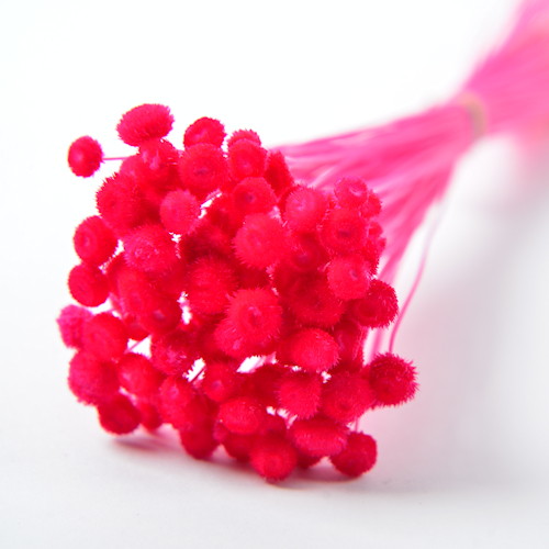 アマレリーノ ドライ ダークピンクの画像