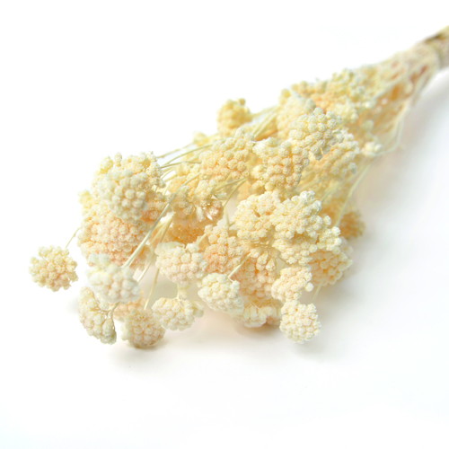 アキレア ドライ ナチュラルの画像