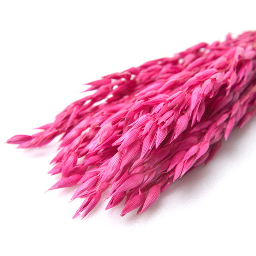 アベーナ ドライ ダークピンクの画像