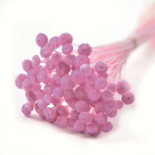 アマレリーノ ドライ ライラックの画像