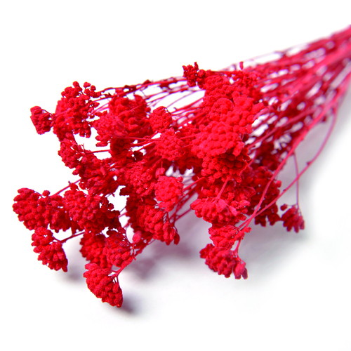 アキレア ドライ レッドの画像